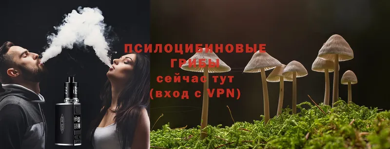 Галлюциногенные грибы Psilocybe  наркошоп  Карабаново 